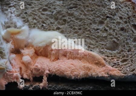 Es gibt eine Menge von Orangenschimmel wächst auf einem Stück Brot. Ekelhaft. Stockfoto