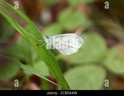 Wood White Leptidea sinapis Männchen der zweiten Brut bei Haugh Woods Herefordshire UK zeigt gebogene „Lenker“-Antennen Stockfoto