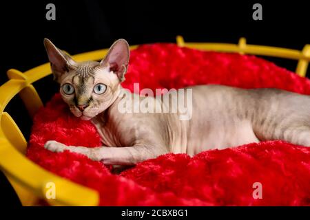 Eine schwangere Sphinx Katze posiert im Studio Stockfoto