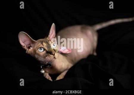 Eine schwangere Sphinx Katze posiert im Studio Stockfoto