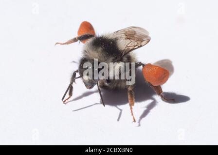 Zweiform-Bumble Bee (Bombus bifarius) Arbeiter mit voller Pollenbelastung Stockfoto