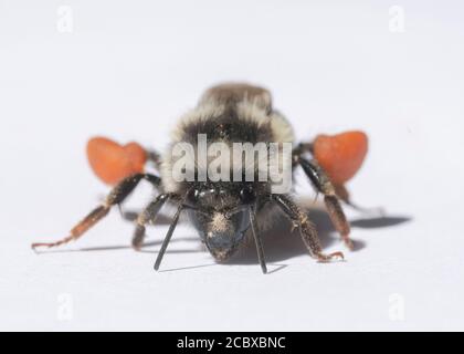 Zweiform-Bumble Bee (Bombus bifarius) Arbeiter mit voller Pollenbelastung Stockfoto