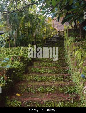 Eine Treppe, die aus roten Lateritsteinen gebaut wurde und nach oben führt, mit Moos und anderer Vegetation, die während der Monsunzeit auf ihr gewachsen ist, in Goa, Indien Stockfoto