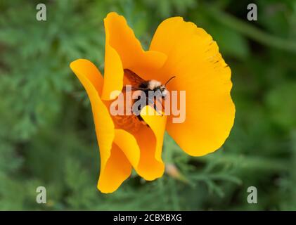 Gelbgesichtige Bumble Bee (Bombus vosnesenskii) Sammeln von Pollen in Kalifornien Mohnblume Stockfoto