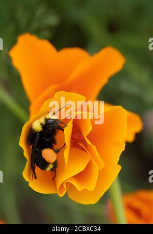 Gelbgesichtige Bumble Bee (Bombus vosnesenskii) Sammeln von Pollen in Kalifornien Mohnblume Stockfoto