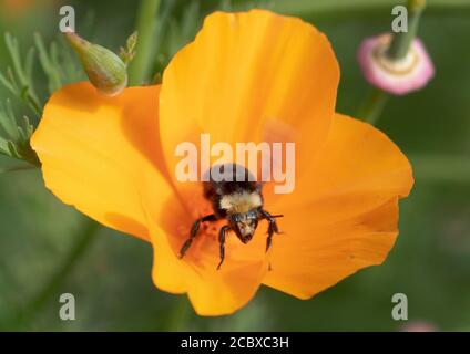 Gelbgesichtige Bumble Bee (Bombus vosnesenskii) Sammeln von Pollen in Kalifornien Mohnblume Stockfoto