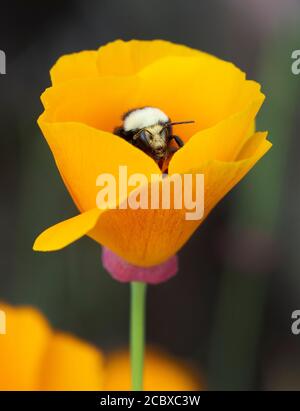 Gelbgesichtige Bumble Bee (Bombus vosnesenskii) Sammeln von Pollen in Kalifornien Mohnblume Stockfoto