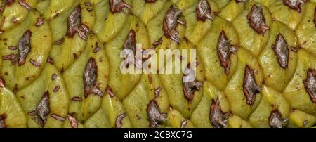 Unreife Pinie Cone Makroansicht im Bannerformat. Grobe strukturierte Details mit sich wiederholenden Skalenmustern. Stockfoto