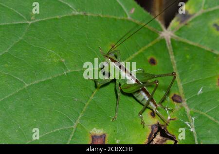 Wiese Katydid, Stamm Conocephalini, weiblichen Nymphe Stockfoto