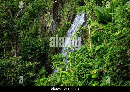 La Coca Wasserfälle, El Yunque National Forest, Luquillo, Puerto Rico Stockfoto