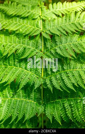 Farne, El Yunque National Forest, Luquillo, Puerto Rico Stockfoto