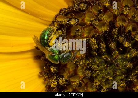 Schweißbiene, Augochlorella sp., Nahrungssuche auf Sonnenblume, Helianthus annuus Stockfoto