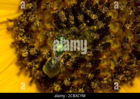 Schweißbiene, Augochlorella sp., Nahrungssuche auf Sonnenblume, Helianthus annuus Stockfoto