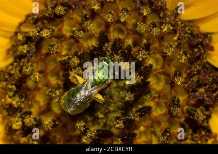 Schweißbiene, Augochlorella sp., Nahrungssuche auf Sonnenblume, Helianthus annuus Stockfoto