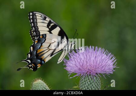 Östlicher Tigerschwanzschwanz, Pterourus glaucus, Nektaring an der Distel, Cirsium sp. Stockfoto