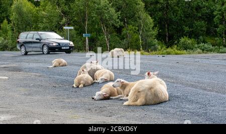 Schafe Mutterschafe und Lämmer ruhen in einer norwegischen Straße vergessen Zum Verkehr fahren durch - Oppland Norwegen Stockfoto