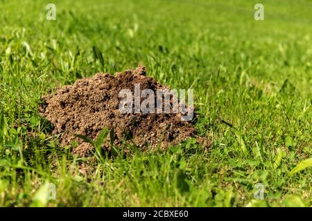 Frische Maulwurfshügel auf einer Gartenwiese. Molehills auf Rasen im Garten. Beschädigter Rasen. Stockfoto