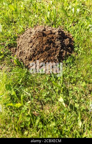 Frische Maulwurfshügel auf einer Gartenwiese. Molehills auf Rasen im Garten. Beschädigter Rasen. Stockfoto