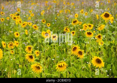 Wilde Sonnenblumen (Helianthus), die in einem Feld in Großbritannien wachsen Stockfoto