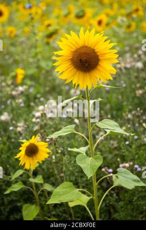 Wilde Sonnenblumen (Helianthus), die in einem Feld in Großbritannien wachsen Stockfoto