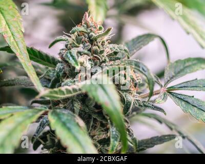 Cannabispflanze Blume Stockfoto