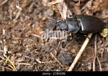 Großer Hirschkäfer (Lucanus cervius) Roaming die trockene Erde eines Surrey Garten auf der Suche nach Ein verfaultes Holz, um Eier zu legen Stockfoto