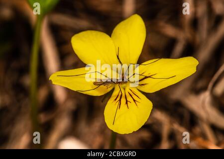 Beißfreie Midge on Goosefoot Violet (Viola purpurea) Stockfoto