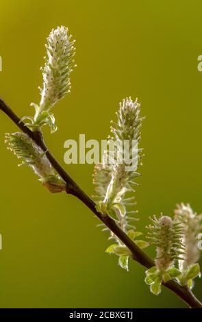 Weibliche Kätzchen von Grey Willow, Salix cinerea, in Blüte im frühen Frühjahr. Stockfoto