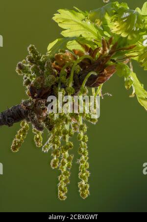 Männliche Kätzchen der Gemeine Eiche, Quercus robur, im frühen Frühjahr, mit neuen Blättern Stockfoto