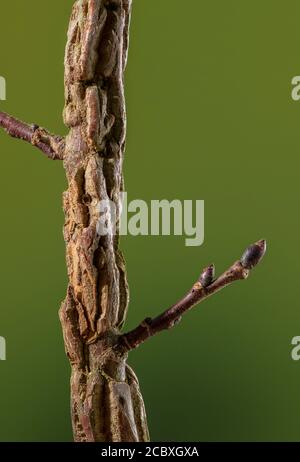 Corky Auswuchert auf dem Stamm der englischen Elm, Ulmus procera im frühen Frühjahr. Stockfoto