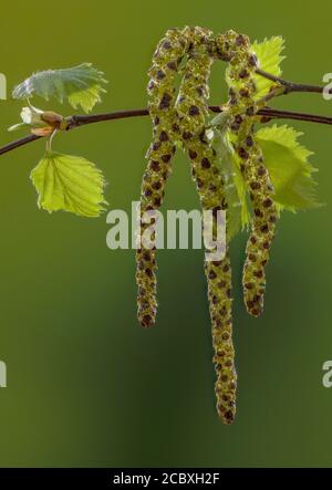 Kätzchen aus Silberbirke, Betula pendula, mit sich entwickelnden Blättern. Stockfoto