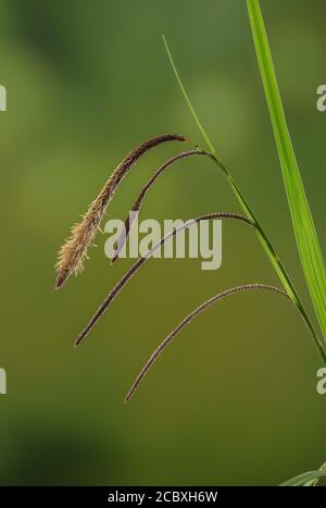 Hängende Segge, Carex pendula, in Blüte mit hängenden männlichen und weiblichen Stacheln. Stockfoto