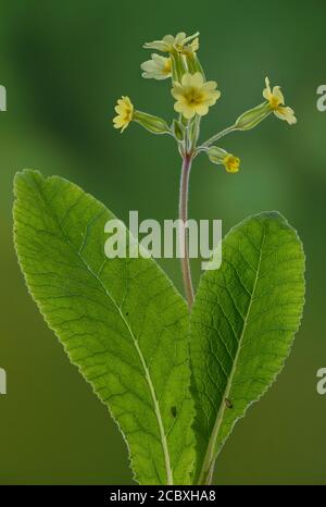 False Oxlip, Primula x polyantha, ein natürlicher Hybrid zwischen Primrose und Cowslip, blühend im Frühling. Stockfoto