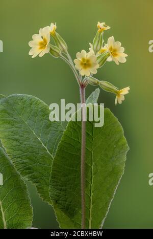 False Oxlip, Primula x polyantha, ein natürlicher Hybrid zwischen Primrose und Cowslip, blühend im Frühling. Stockfoto