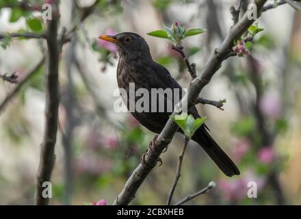 Erwachsener Schwarzvogel, Turdus merula in der Brutzeit, im Apfelbaum thront. Stockfoto
