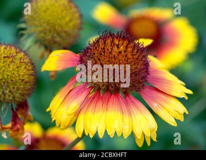 Blühende Gaillardia x Grandiflora Van Houtte oder Gaillardia Goblin oder Blanket Flower Goblin Nahaufnahme von Blanketblüten Stockfoto