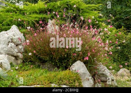 Sedum Album Korallenteppich oder weiße Stonekrop Crassulaceae getuftete Staude Blühende Pflanze wächst auf felsiger Wiese im botanischen Garten Stockfoto