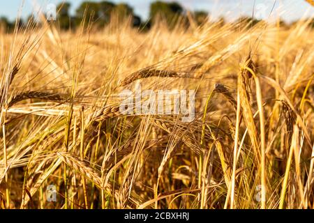 Weizenspikelets, Weizenfelder, Landwirtschaft, russisches Dorf Stockfoto