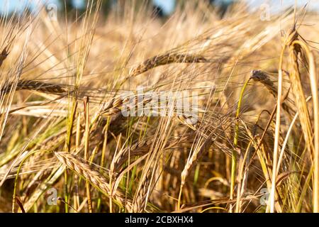 Weizenspikelets, Weizenfelder, Landwirtschaft, russisches Dorf Stockfoto