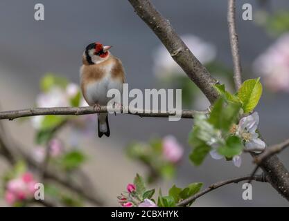 Goldfink, Carduelis carduelis, thront im Frühling inmitten der Apfelblüte. Stockfoto
