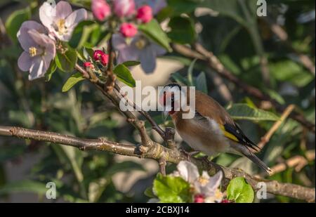 Goldfink, Carduelis carduelis, thront im Frühling inmitten der Apfelblüte. Stockfoto