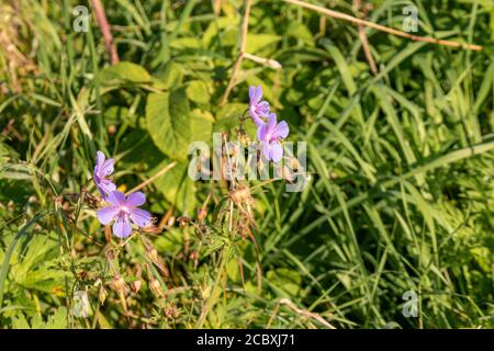 Geranium pratense, der Wiesenkran-Schnabel oder Wiesengeranie, ist eine Art blühender Pflanze aus der Familie der Geraniaceae, die in Europa und Asien beheimatet ist. Stockfoto