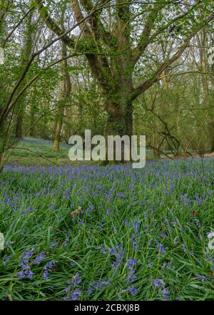 Bluebell Holz mit alter Eiche im Frühjahr, in der Nähe von Wimborne, Ost-Dorset. Stockfoto