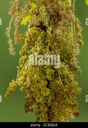 Männliche Kätzchen von Eiche, Quercus robur, blühend im Frühjahr. Stockfoto