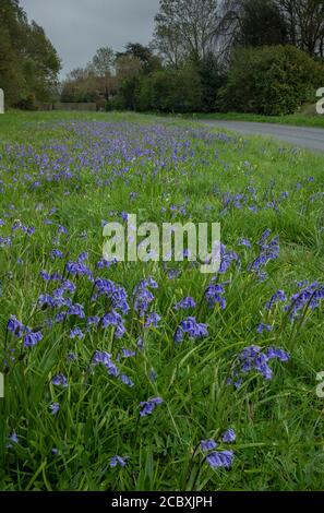 Blumiger Straßenrand, bedeckt mit Bluegells, entlang der B3082 bei Tarrant Keyneston, Dorset Stockfoto