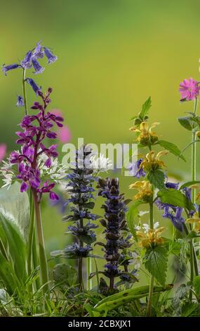 Frühlingsblumen in artenreichen Waldlichtungen, einschließlich Bugle, frühe Purple Orchid, Bluebells, Gelber Erzengel und Red Campion. Dorset. Stockfoto