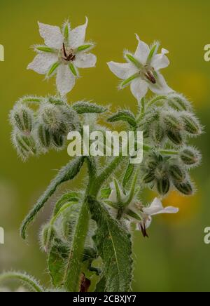 Weiße Borage, Borago officinalis, blühend am nebligen Morgen. Stockfoto