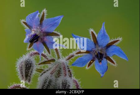 Borretsch, Borago officinalis, in Blüte mit Morgentau. Stockfoto