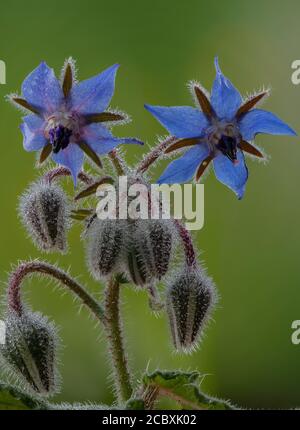 Borretsch, Borago officinalis, in Blüte mit Morgentau. Stockfoto