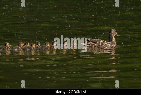 Weibliche Mallard, Anas platyrhynchos, mit neu geschlüpften Enten auf dem Fluss im Frühjahr. Stockfoto